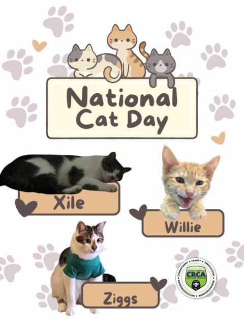 Happy National Cat Day! Say hello to CRCA's little fur balls 😻 Make sure to give those feline friends lots of snuggles and treats today!
#NationalCatDay
